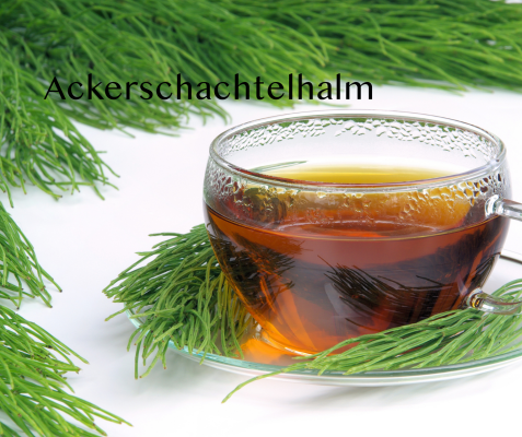 Ackerschachtelhalm – Der grüne Alleskönner für deine Gesundheit 🌿 - Ackerschachtelhalm – Der grüne Alleskönner für deine Gesundheit 🌿
