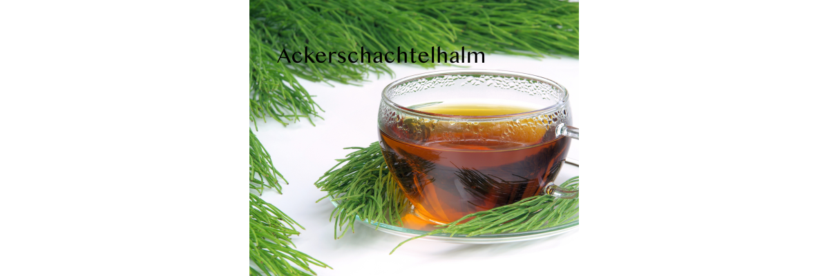 Ackerschachtelhalm – Der grüne Alleskönner für deine Gesundheit 🌿 - Ackerschachtelhalm – Der grüne Alleskönner für deine Gesundheit 🌿