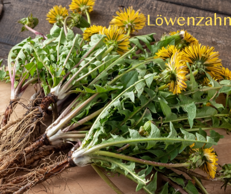 Löwenzahn – Viel mehr als nur Unkraut 🌼🌿 - Löwenzahn – Viel mehr als nur Unkraut 🌼🌿