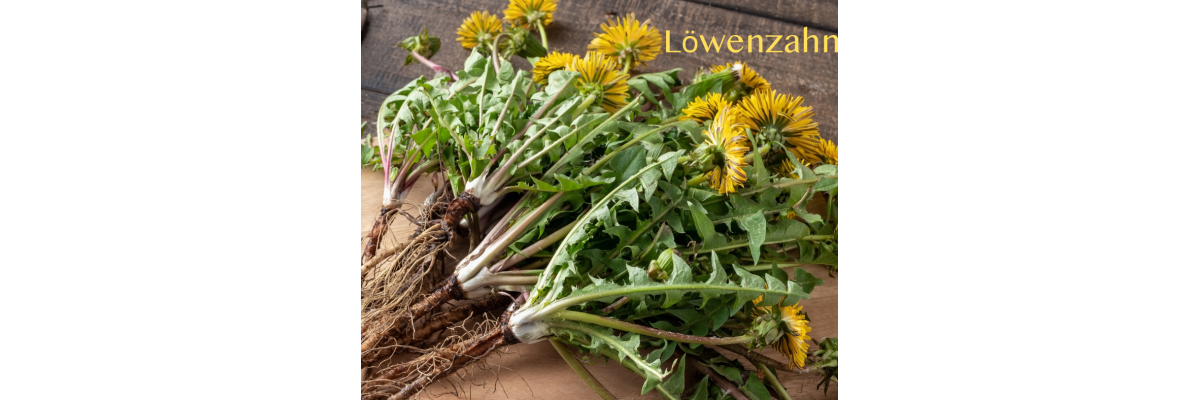 Löwenzahn – Viel mehr als nur Unkraut 🌼🌿 - Löwenzahn – Viel mehr als nur Unkraut 🌼🌿