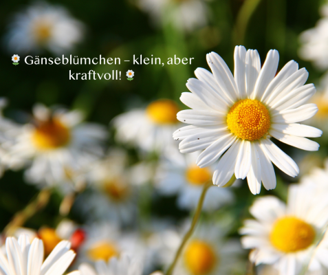 🌼 Gänseblümchen – klein, aber ganz schön stark! - 🌼 Gänseblümchen – klein, aber ganz schön stark!