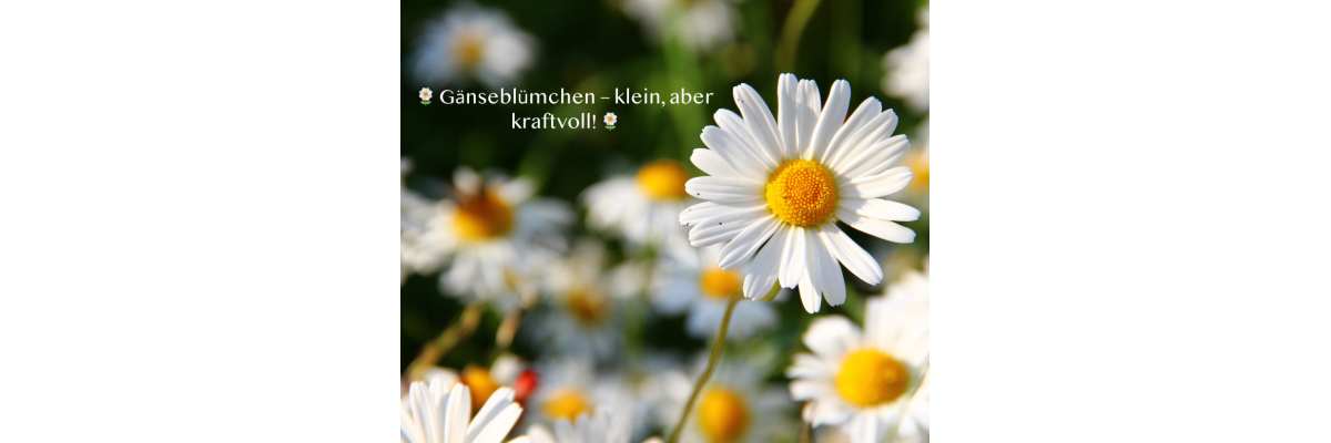 🌼 Gänseblümchen – klein, aber ganz schön stark! - 🌼 Gänseblümchen – klein, aber ganz schön stark!