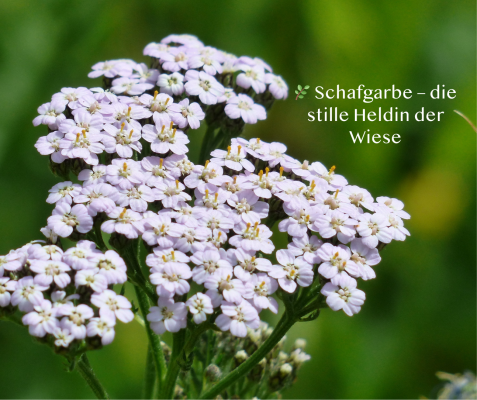 🌿 Schafgarbe – die stille Heldin der Wiese - 🌿 Schafgarbe – die stille Heldin der Wiese