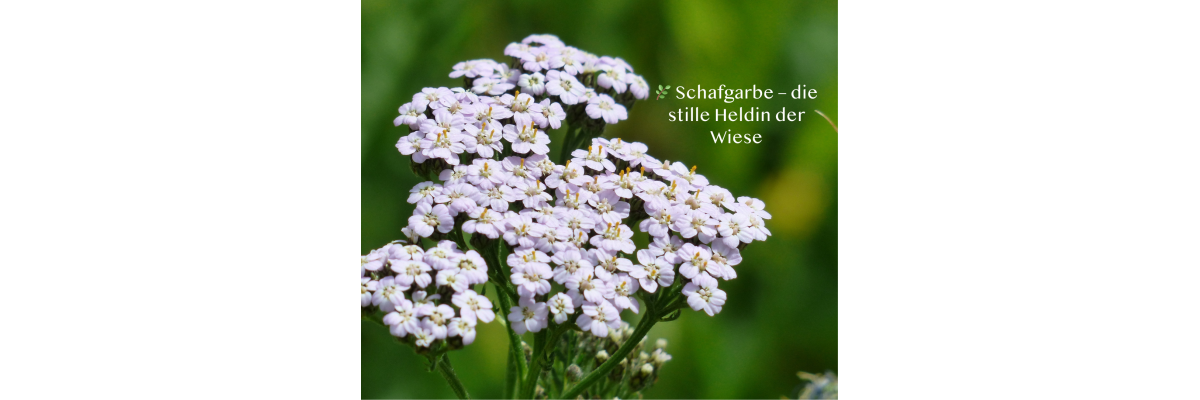 🌿 Schafgarbe – die stille Heldin der Wiese - 🌿 Schafgarbe – die stille Heldin der Wiese