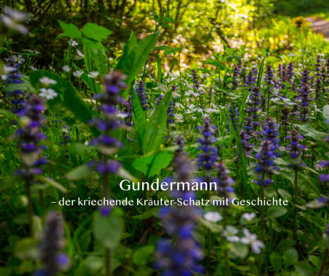 Gundermann – der kriechende Kräuter-Schatz mit Geschichte - Gundermann – der kriechende Kräuter-Schatz mit Geschichte