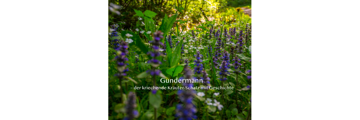 Gundermann – der kriechende Kräuter-Schatz mit Geschichte - Gundermann – der kriechende Kräuter-Schatz mit Geschichte