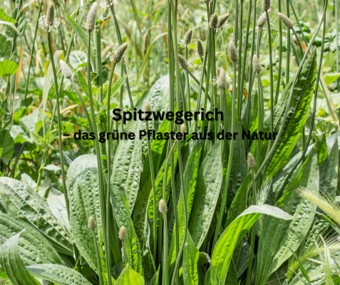 🌿 Spitzwegerich – das grüne Pflaster am Wegesrand - 🌿 Spitzwegerich – das grüne Pflaster am Wegesrand