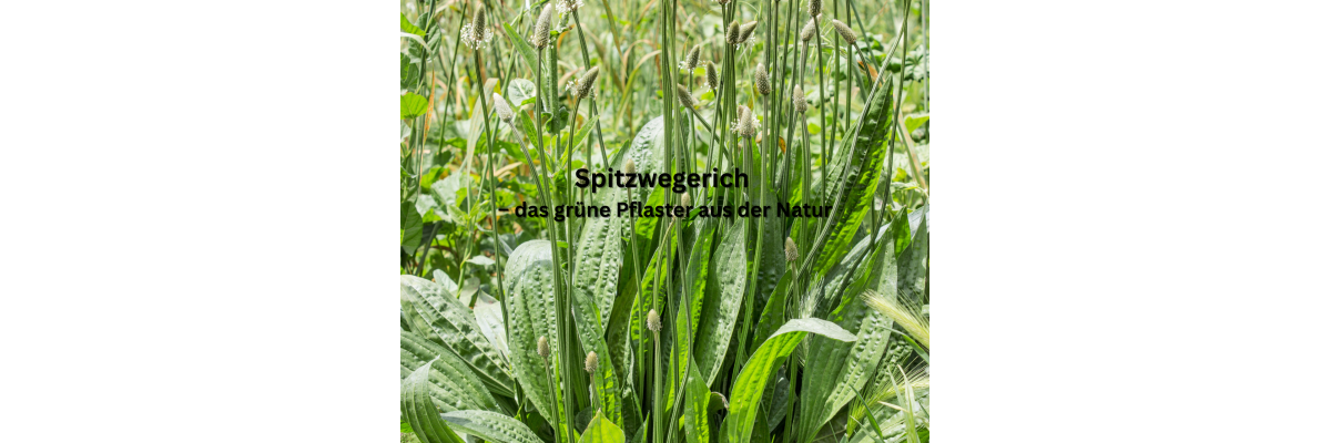 🌿 Spitzwegerich – das grüne Pflaster am Wegesrand - 🌿 Spitzwegerich – das grüne Pflaster am Wegesrand