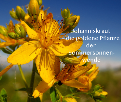 Johanniskraut – die goldene Pflanze der Sommersonnenwende - Johanniskraut – die goldene Pflanze der Sommersonnenwende
