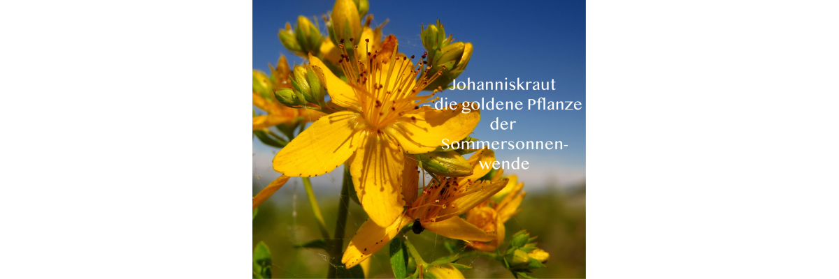 Johanniskraut – die goldene Pflanze der Sommersonnenwende - Johanniskraut – die goldene Pflanze der Sommersonnenwende