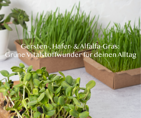 Gersten-, Hafer- &amp; Alfalfa-Gras: Grüne Vitalstoffwunder für deinen Alltag - Gersten-, Hafer- &amp; Alfalfa-Gras: Grüne Vitalstoffwunder für deinen Alltag
