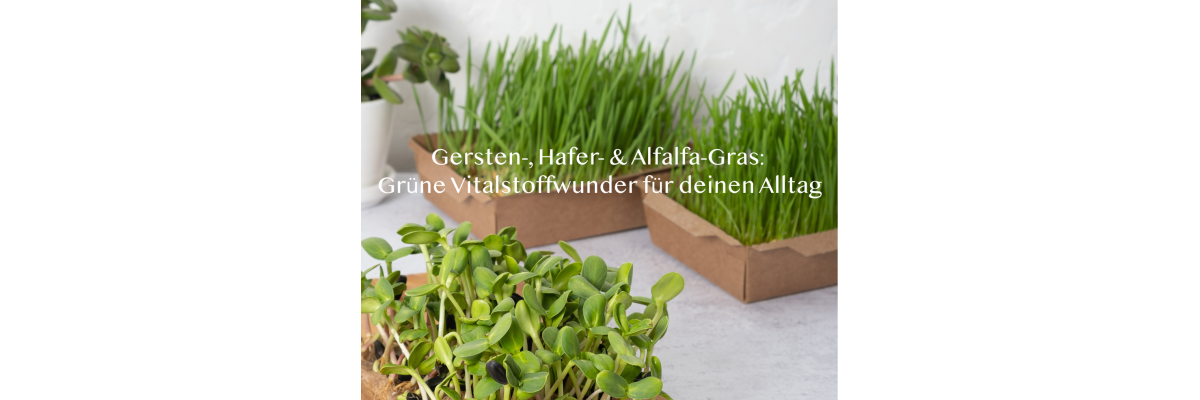 Gersten-, Hafer- &amp; Alfalfa-Gras: Grüne Vitalstoffwunder für deinen Alltag - Gersten-, Hafer- &amp; Alfalfa-Gras: Grüne Vitalstoffwunder für deinen Alltag