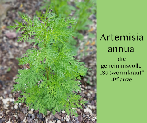 🌱 Artemisia annua – die faszinierende Sonnenpflanze mit Tradition - 🌱 Artemisia annua – die faszinierende Sonnenpflanze mit Tradition