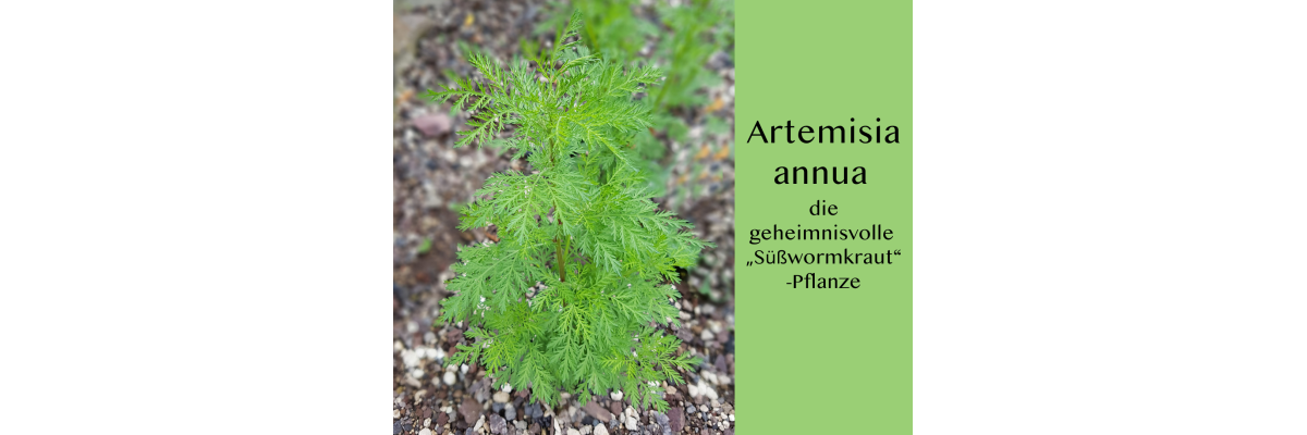 🌱 Artemisia annua – die faszinierende Sonnenpflanze mit Tradition - 🌱 Artemisia annua – die faszinierende Sonnenpflanze mit Tradition