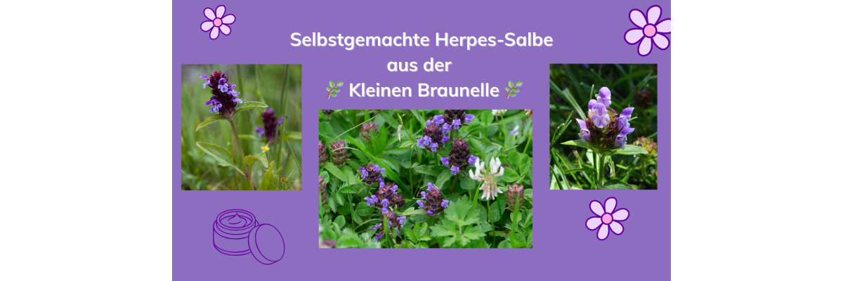 Die kleine Braunelle – traditionelles Heilkraut für die Hausapotheke - Die kleine Braunelle – traditionelles Heilkraut für die Hausapotheke