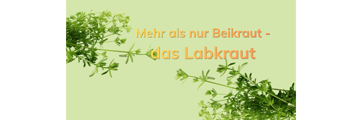 Labkraut im Fokus: Unterschiede, Inhaltsstoffe und traditionelle Anwendungen - Labkraut im Fokus: Unterschiede, Inhaltsstoffe und traditionelle Anwendungen